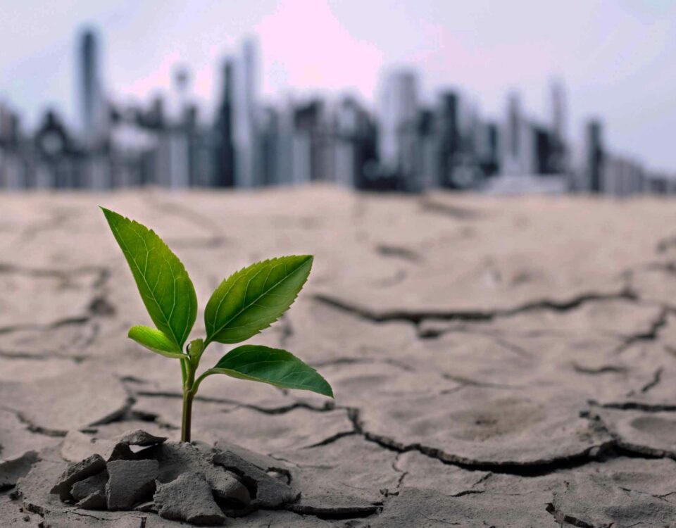 A plant growing out of a dry desert, symbolizing resilience in the face of global economic challenges, with a city in the background.