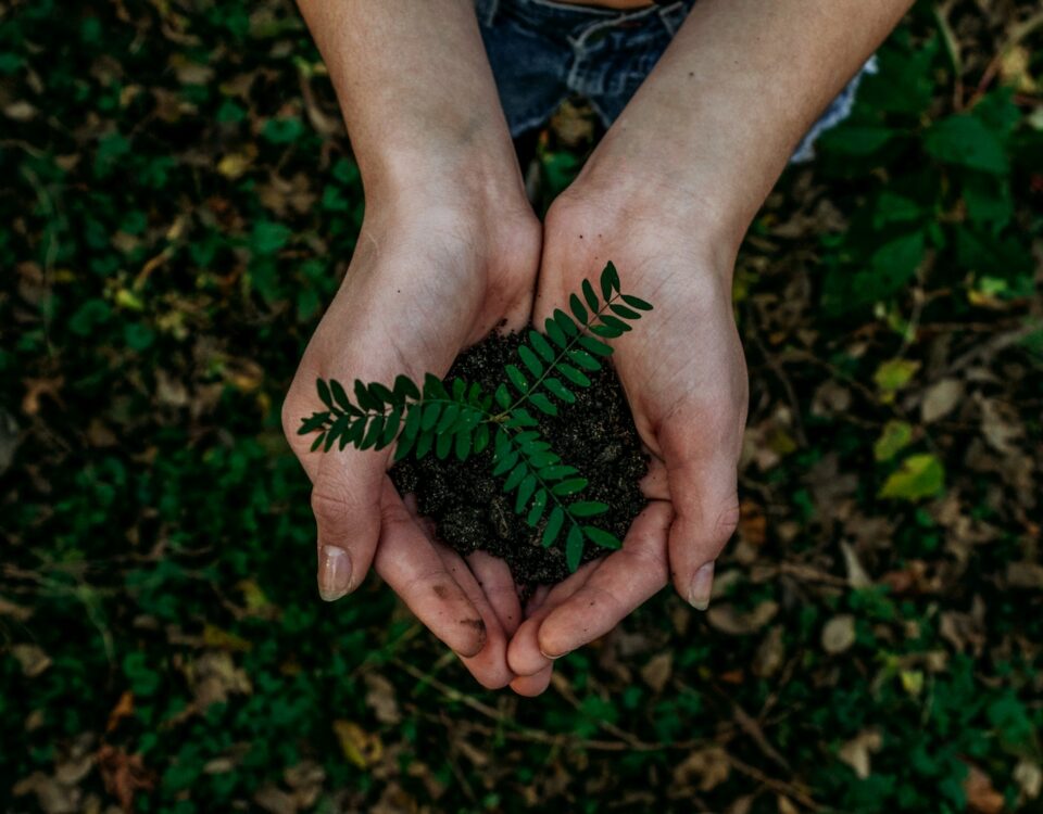 A woman's hands nurturing a small plant, embodying sustainable development goals promoted by the UN.