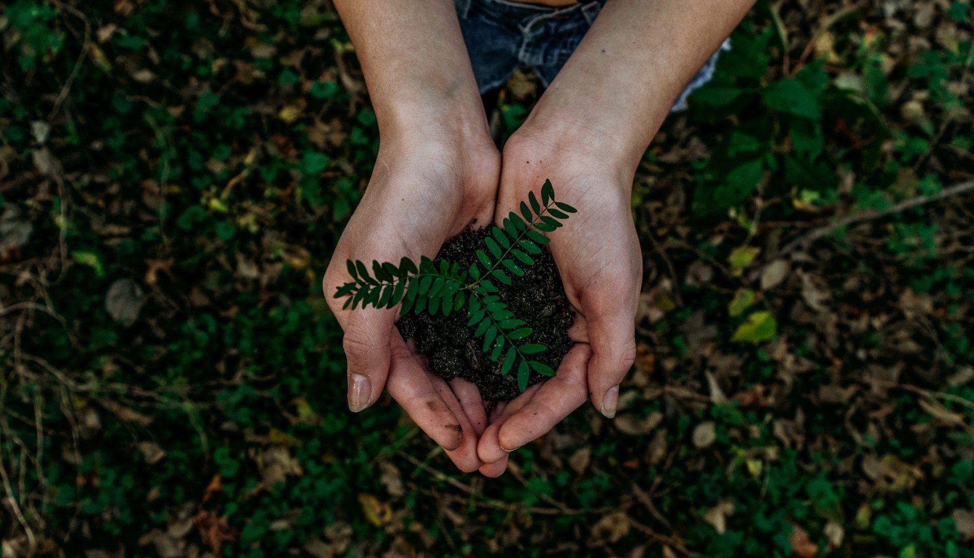 A woman's hands nurturing a small plant, embodying sustainable development goals promoted by the UN.