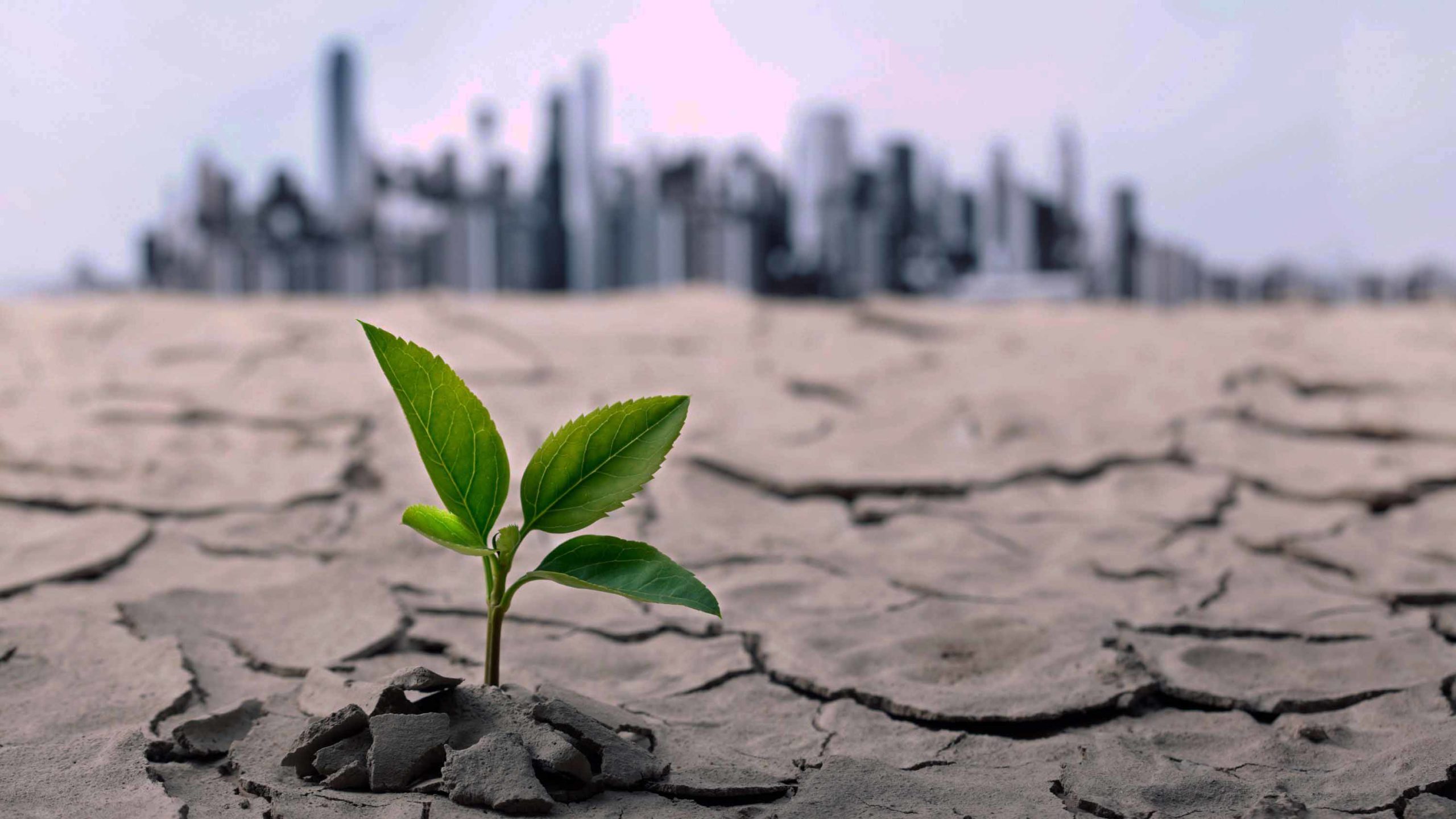 A plant growing out of a dry desert, symbolizing resilience in the face of global economic challenges, with a city in the background.